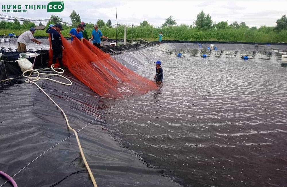Bạt Lót Ao Hồ Nuôi Tôm